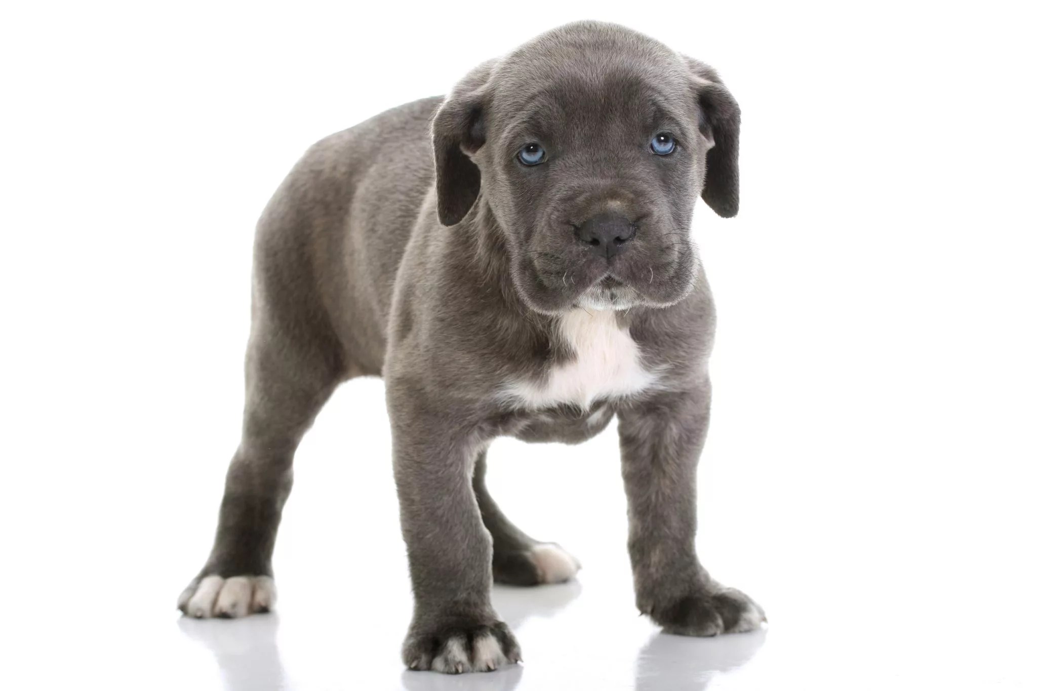 Cane Corso Pup - Felicanis Hondenkennel