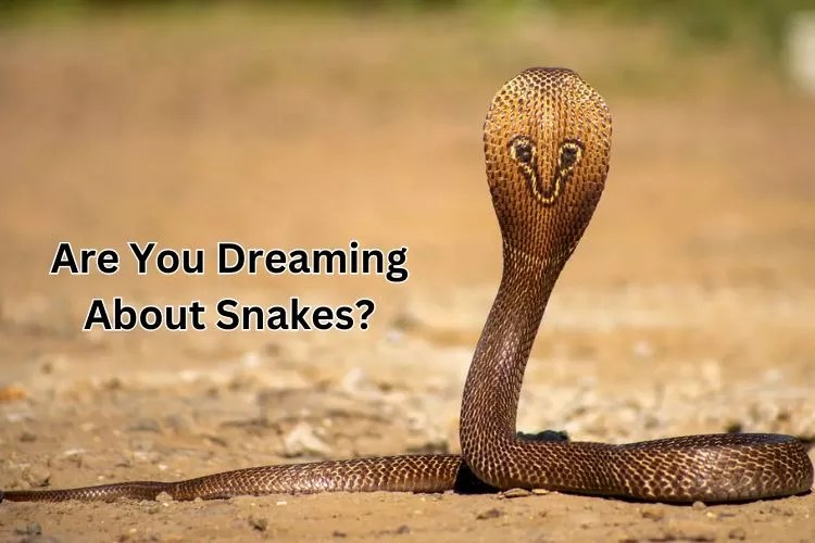 What Dreaming of Snakes Reveals, Insight from Experts Explore Your Dream