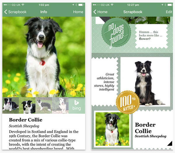 Know what dog breed you look like with this Microsoft app