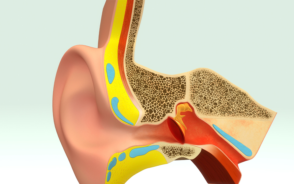 How Does Hearing Work? How Sound Travels Through Your Ears