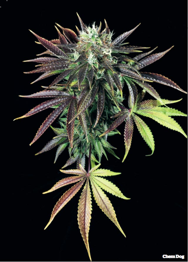 25 Greatest Strains of All Time · High Times