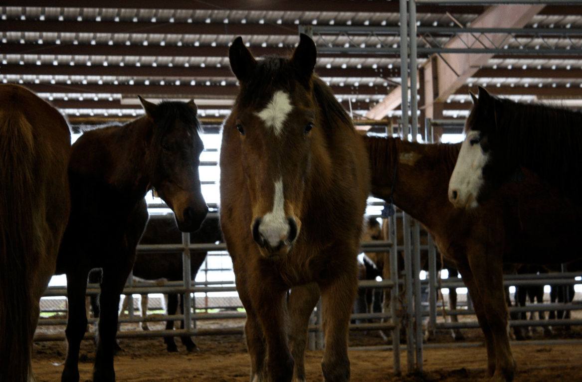 AdoptaMustang Inside a Texas BLM auction HORSE NATION