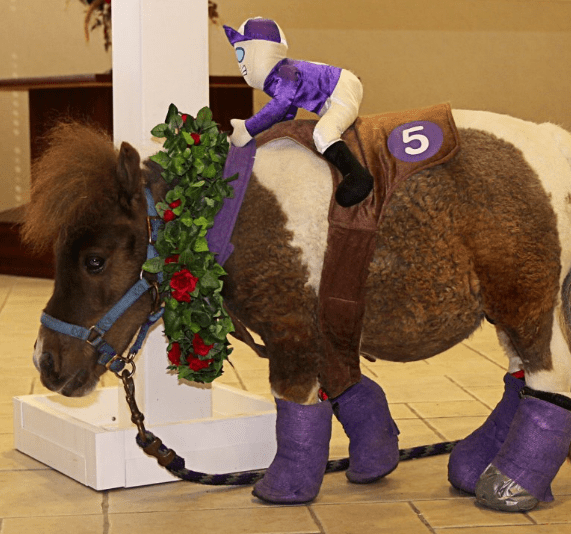 Daily Dose of Adorable Disabled minihorse learns to use a tiny