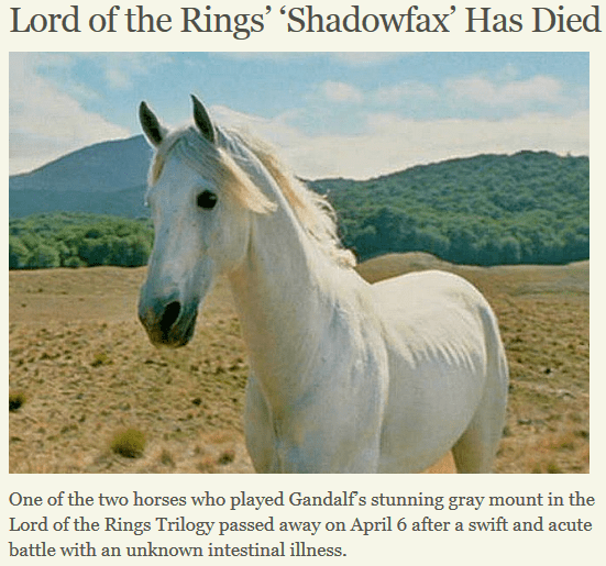 Gandalf’s Horse For Sale in New Zealand HORSE NATION