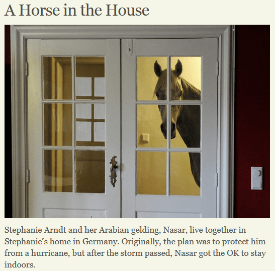 4 Annoying Things About Keeping Horses at Home, and 1 That Makes It All