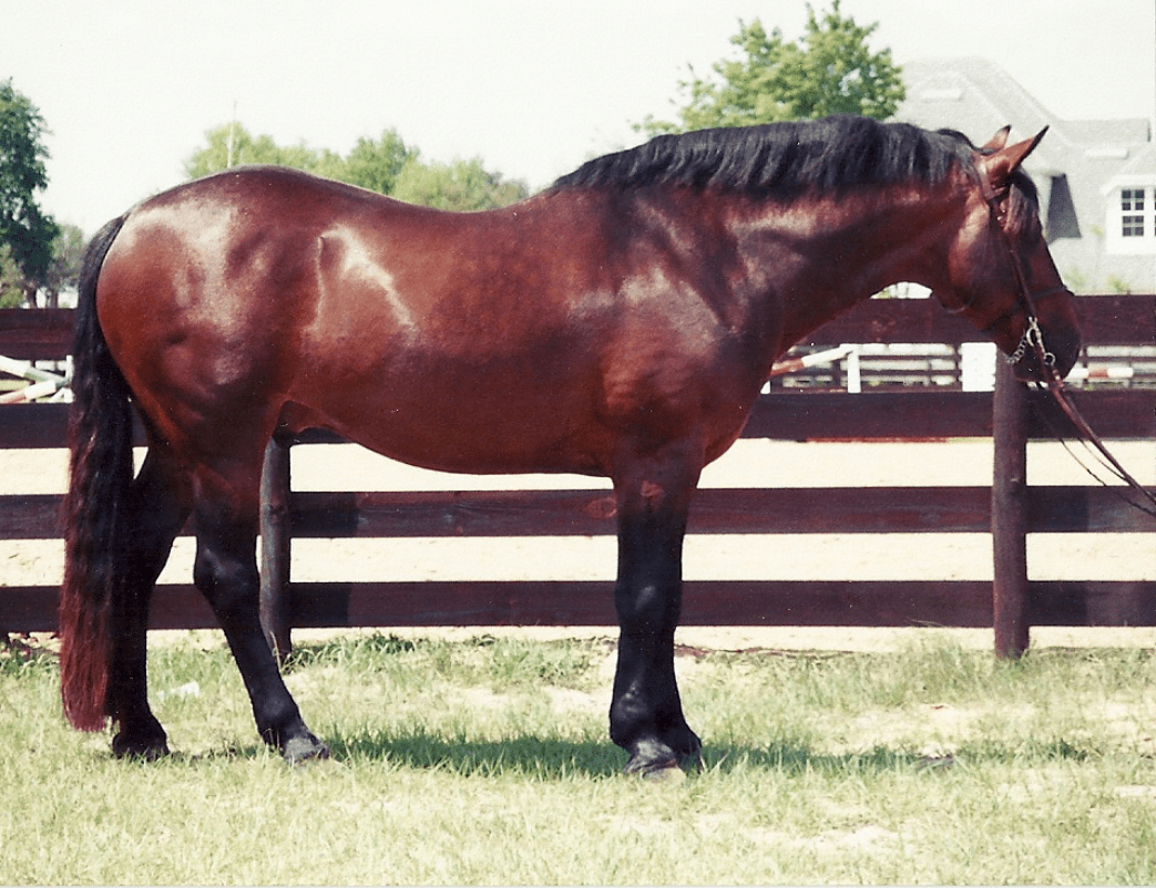 Breed Spotlight The Rare & Versatile Cleveland Bay HORSE NATION