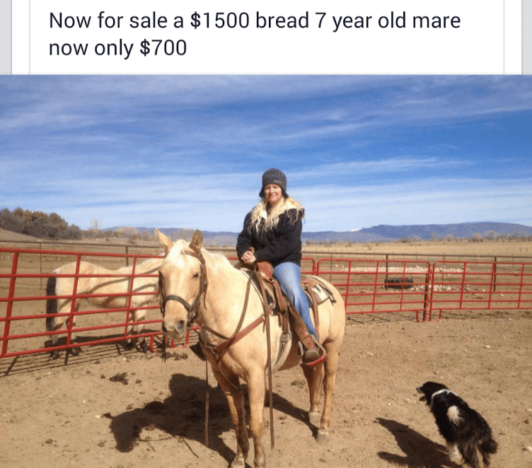 Best of Craigslist ‘Double Take’ Edition HORSE NATION