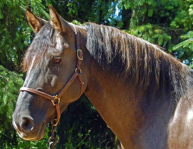 What’s in Your Horse’s Feed, Really? HORSE NATION