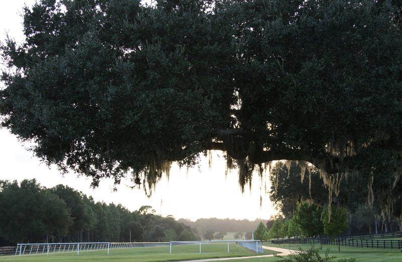 Fantasy Farm Thursday 17.9 Million Padua Stables in Ocala, Florida