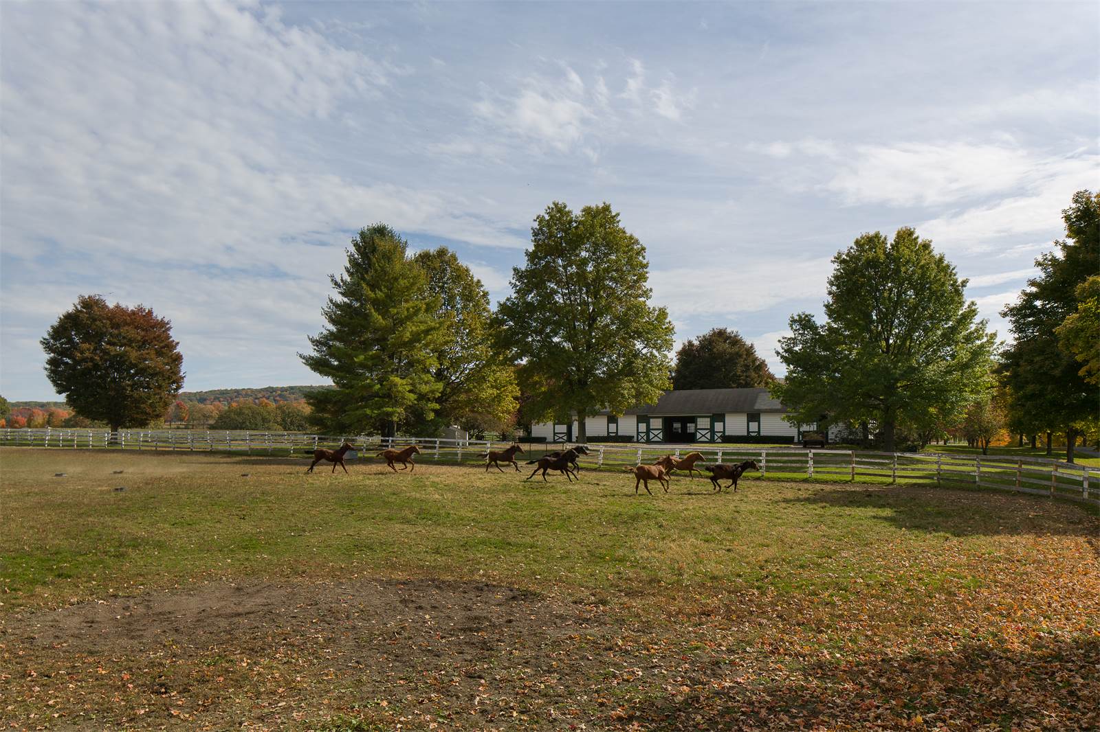 Fantasy Farm Thursday 23.5 Million Sugar Maple Farm HORSE NATION