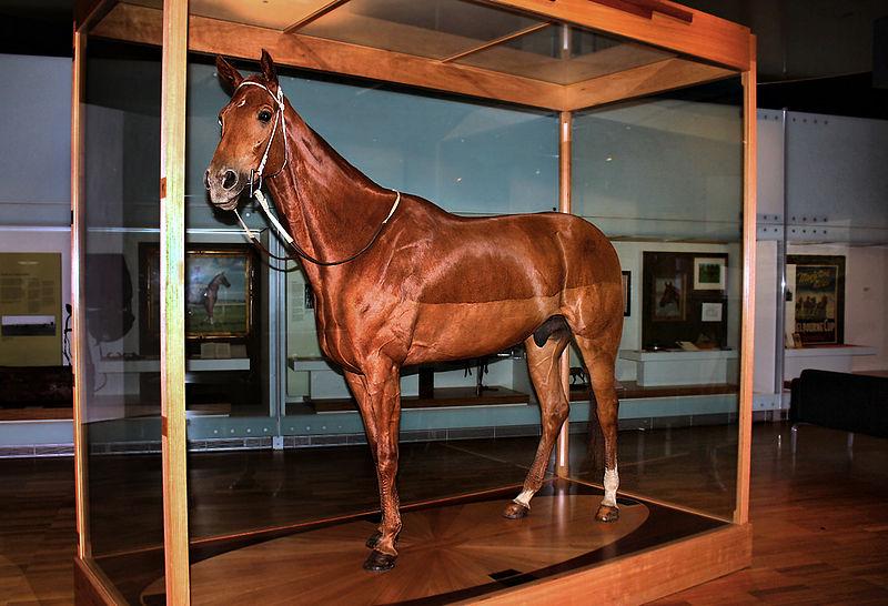 Let’s Discuss Horse Taxidermy HORSE NATION