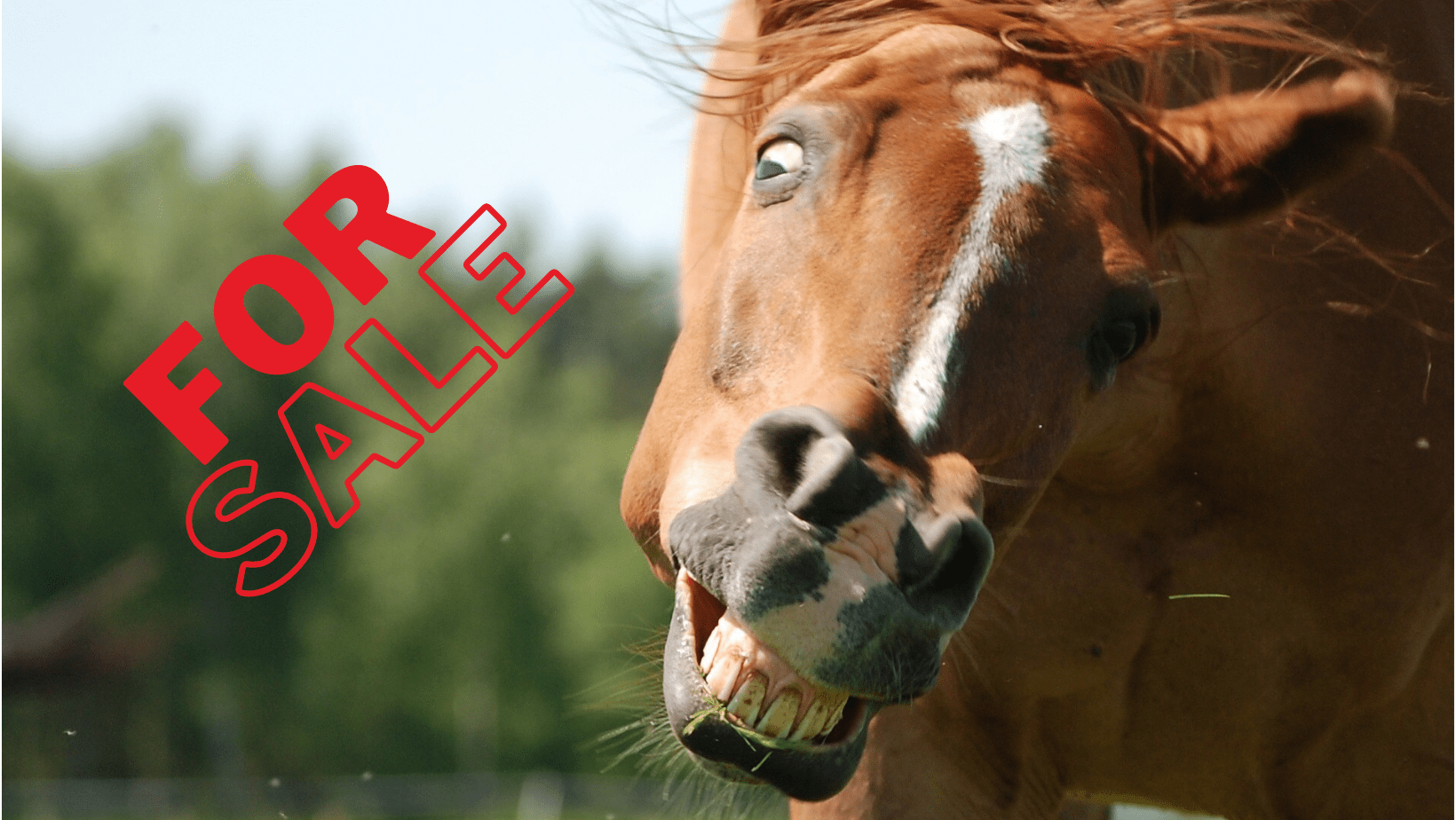PSA From Horse Nation Posting a Sales Ad HORSE NATION
