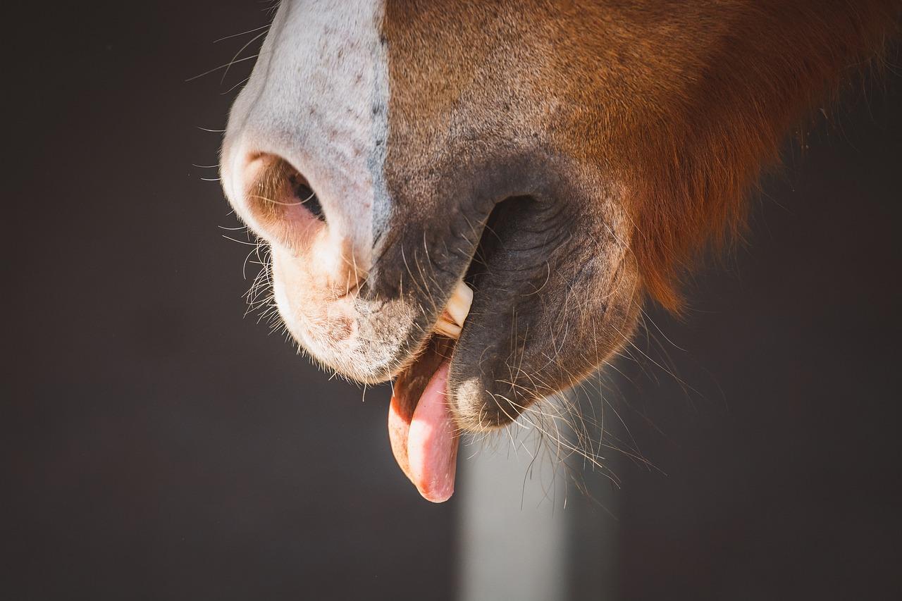 Mythbuster Monday When Horses Lick and Chew They’re Digesting What