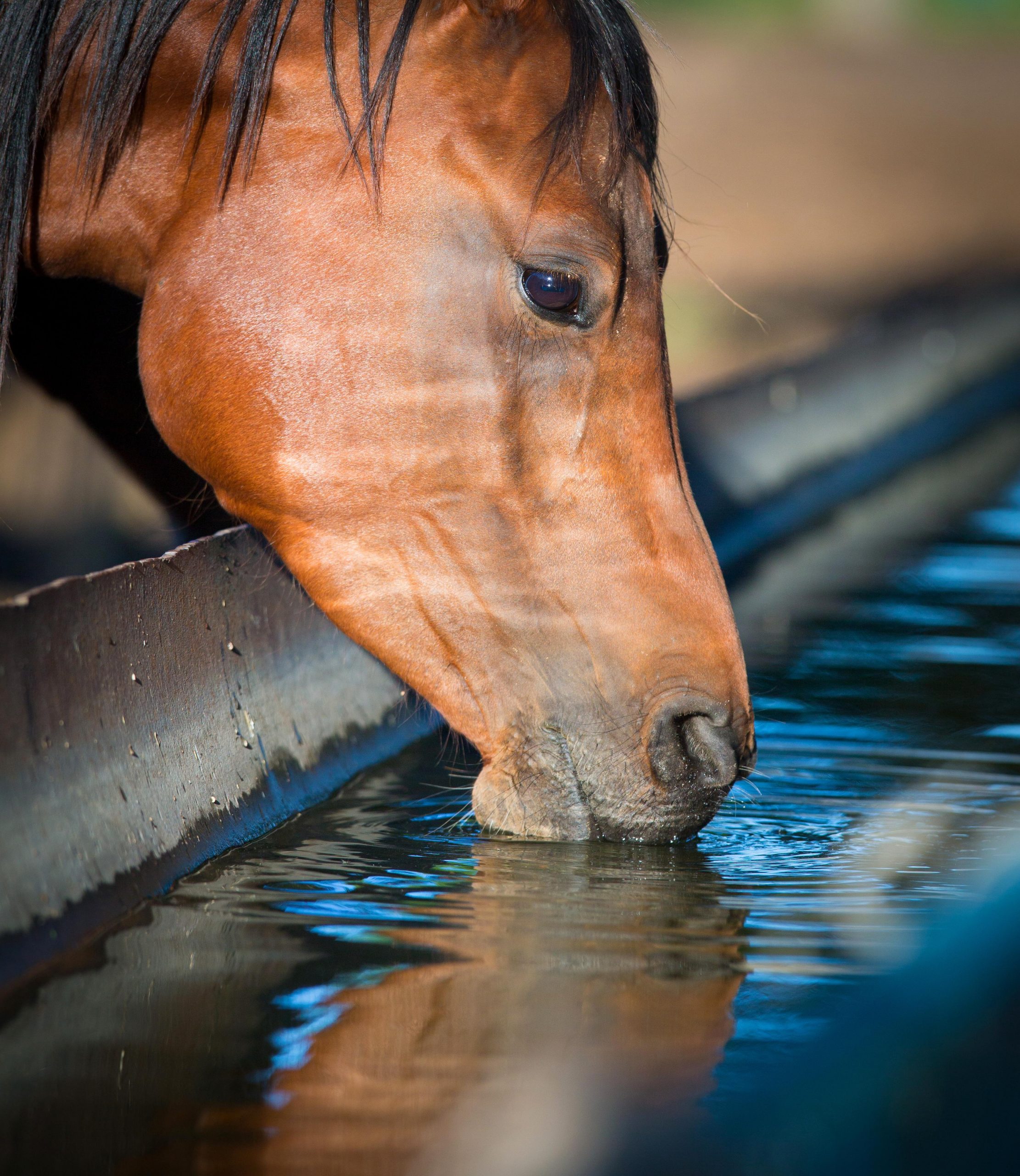 Dehydration in Horses, Presented by Kentucky Performance Products HORSE NATION