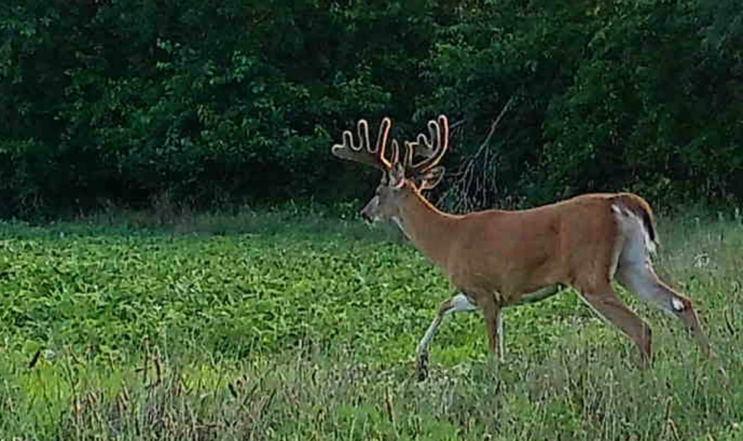 Bruiser IA Beanfield Buck Emerges [Big Buck HIT LIST] HuntStand