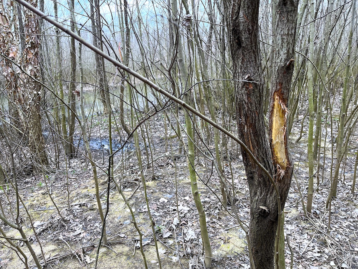 How to Read Buck Rubs and Associated Patterns HuntStand