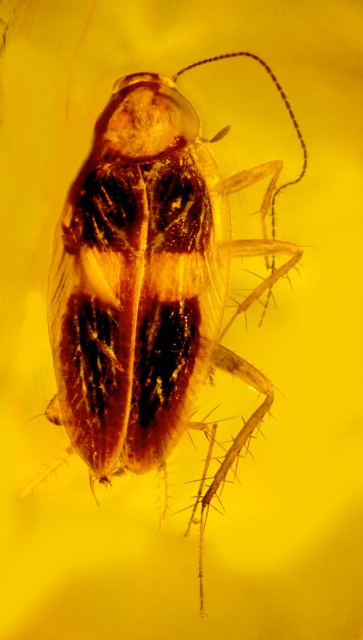 Wings of the cockroach are black with yellow bars preserved in amber