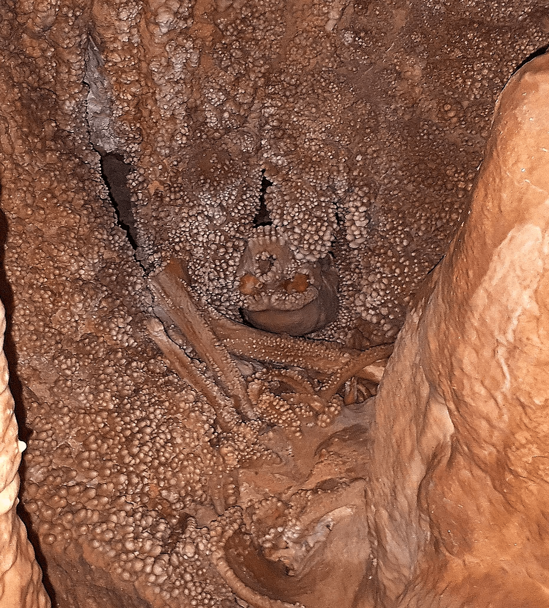 Altamura man embedded in a cave wall.