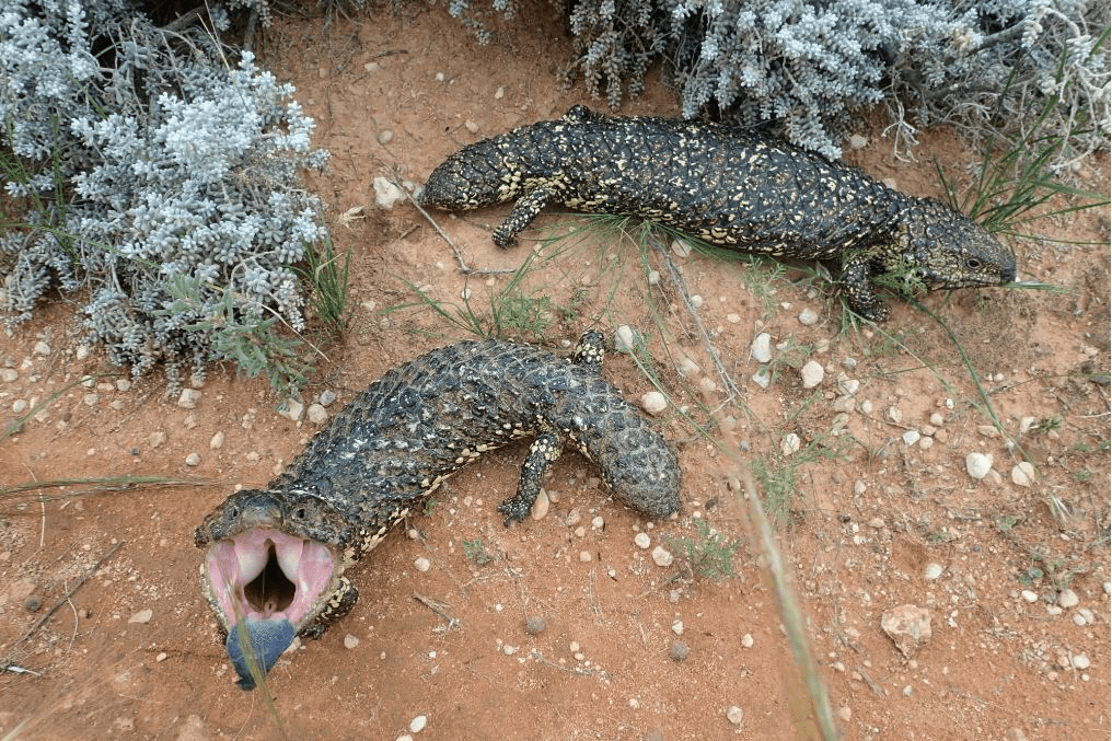 Two shinglebacks, the closest living relative to T. frangens, part of a long-term study project at Flinders