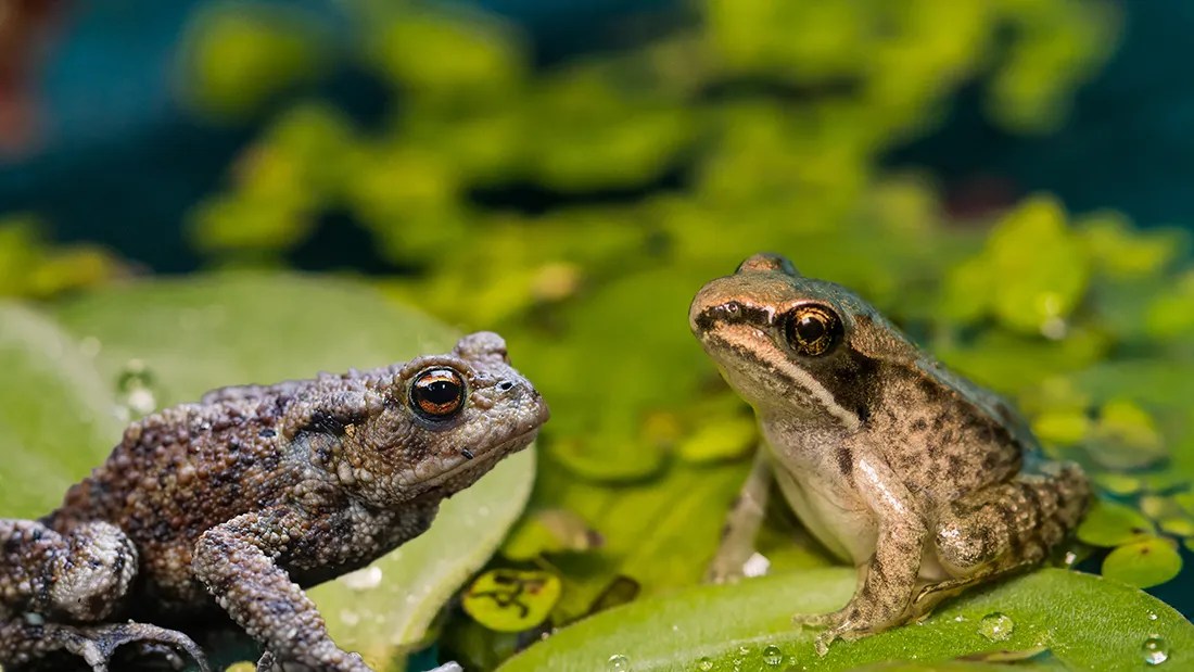 Frogs And Toads Compare And Contrast