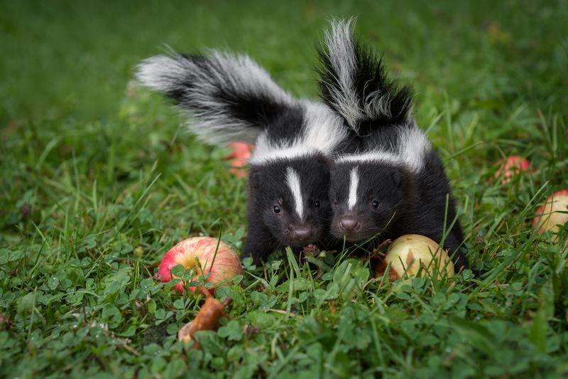 Why Some Skunks Are Losing Their Stripes IFLScience