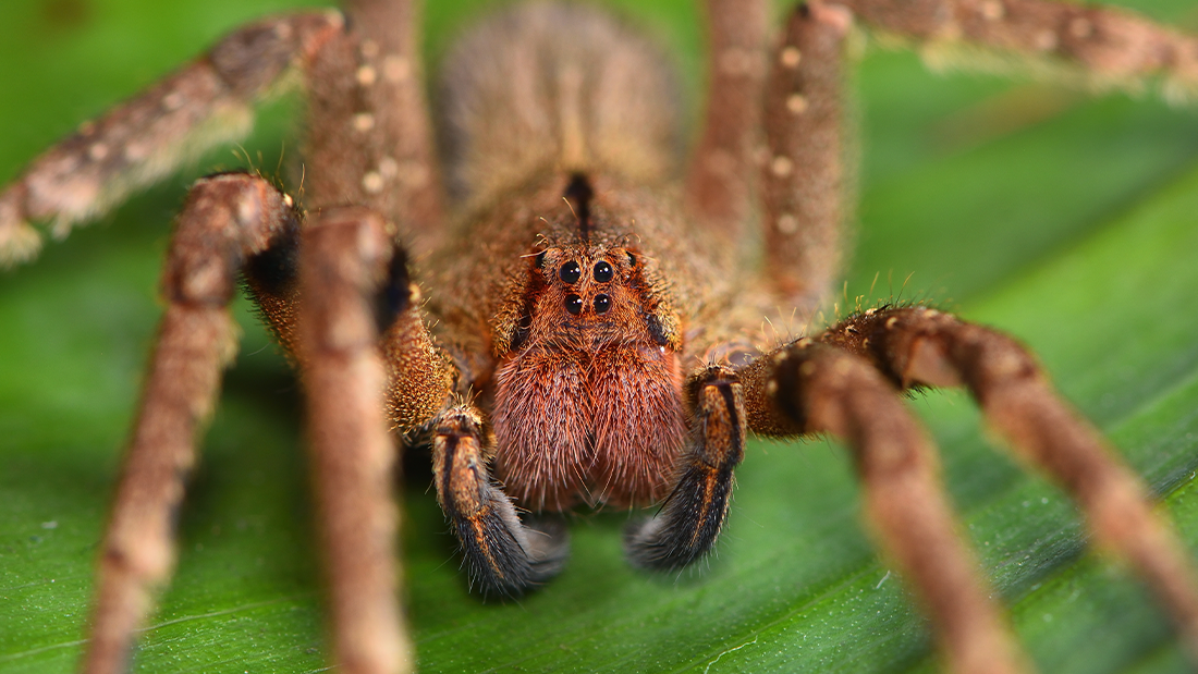 Close up of a big brown spider on a green banana leaf. The face is very clear with four main black eyes the focus.
