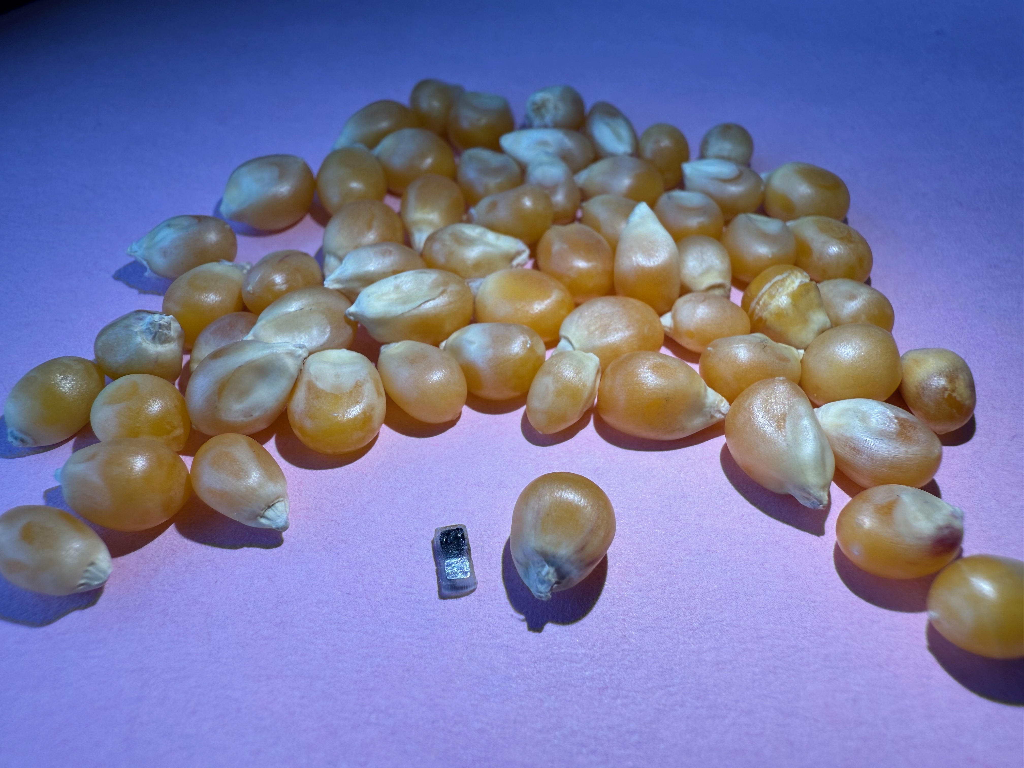 tiny black and silver rectangle next to much larger unpopped corn kernels