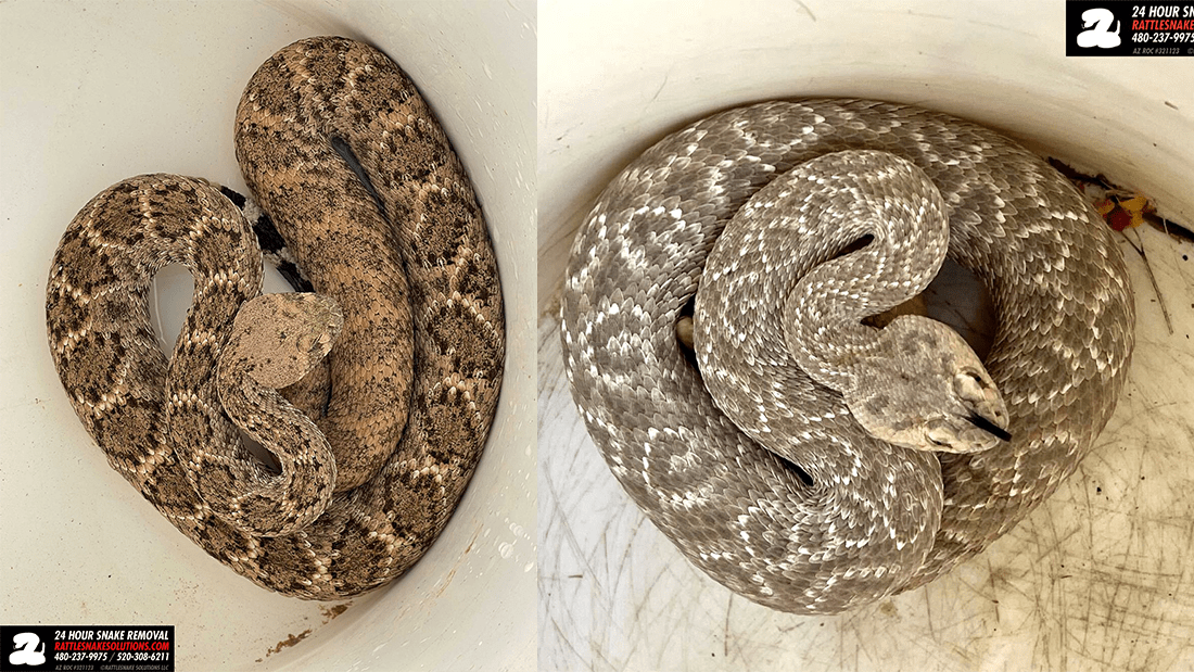 Two photos, the left image shows a western diamondback rattlesnake with typical coloration while the righthand image shows the snake found without the characteristic diamond pattern.