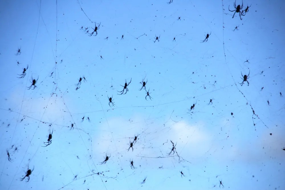 Raining Spiders