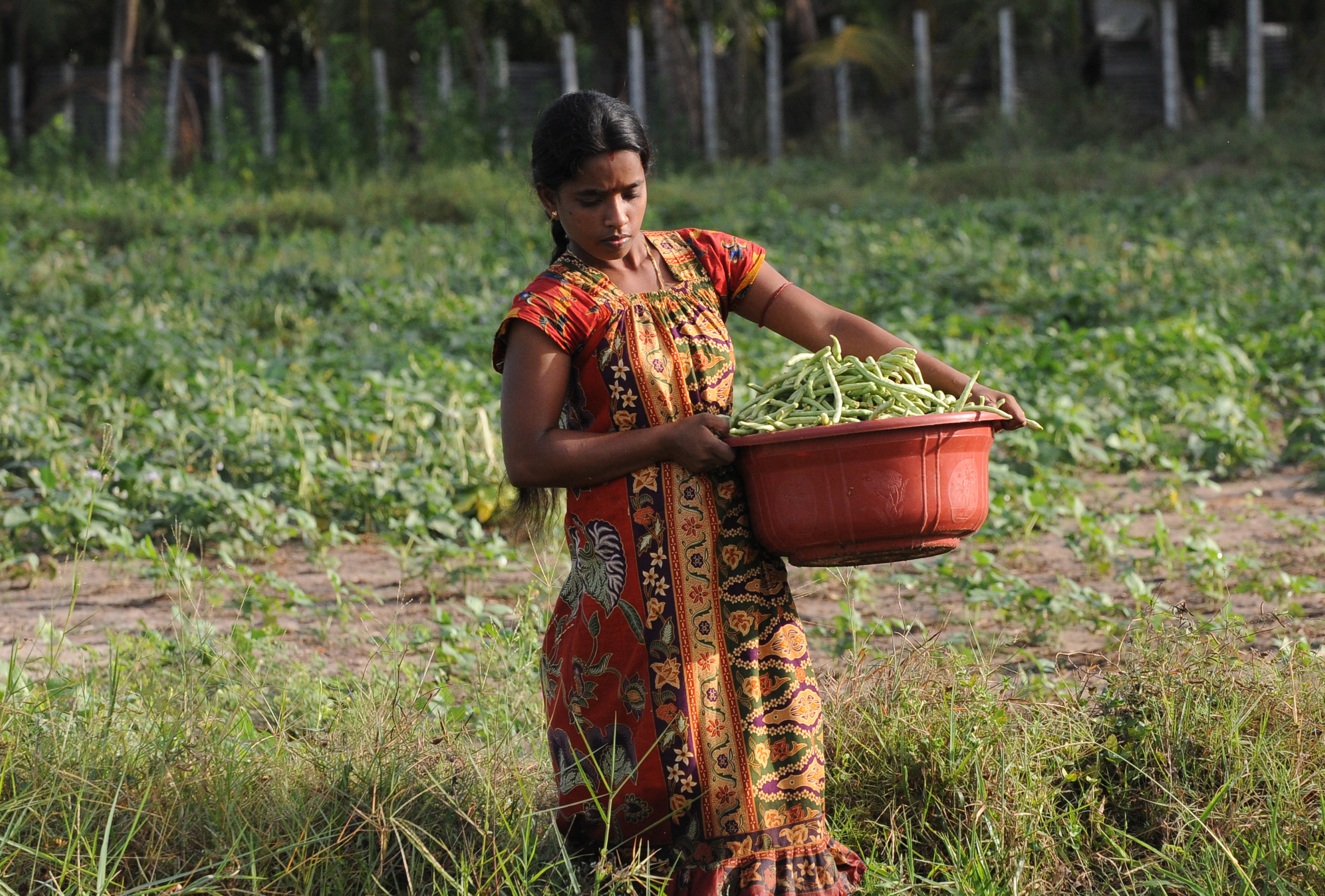 Story International Plant Protection Convention