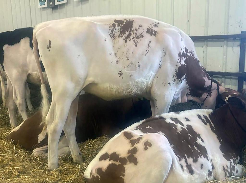 Iowa Holstein Herald June 2022 by Iowa Holstein Herald Issuu