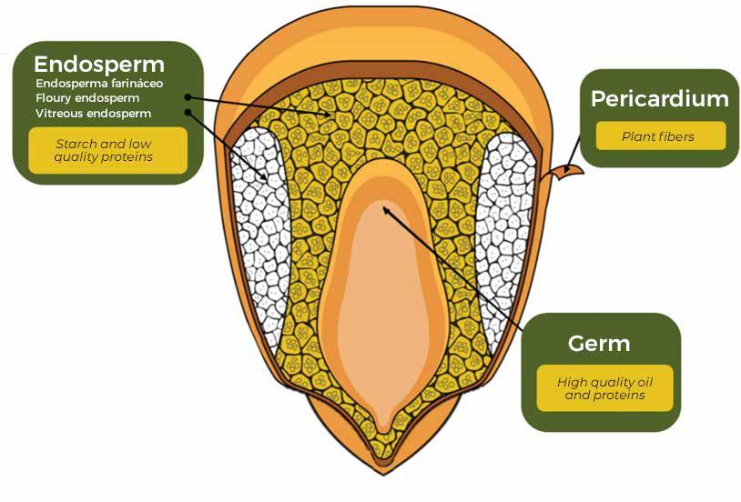 Corn Conversion Factors_Technical supporting document by Round Table on Responsible Soy