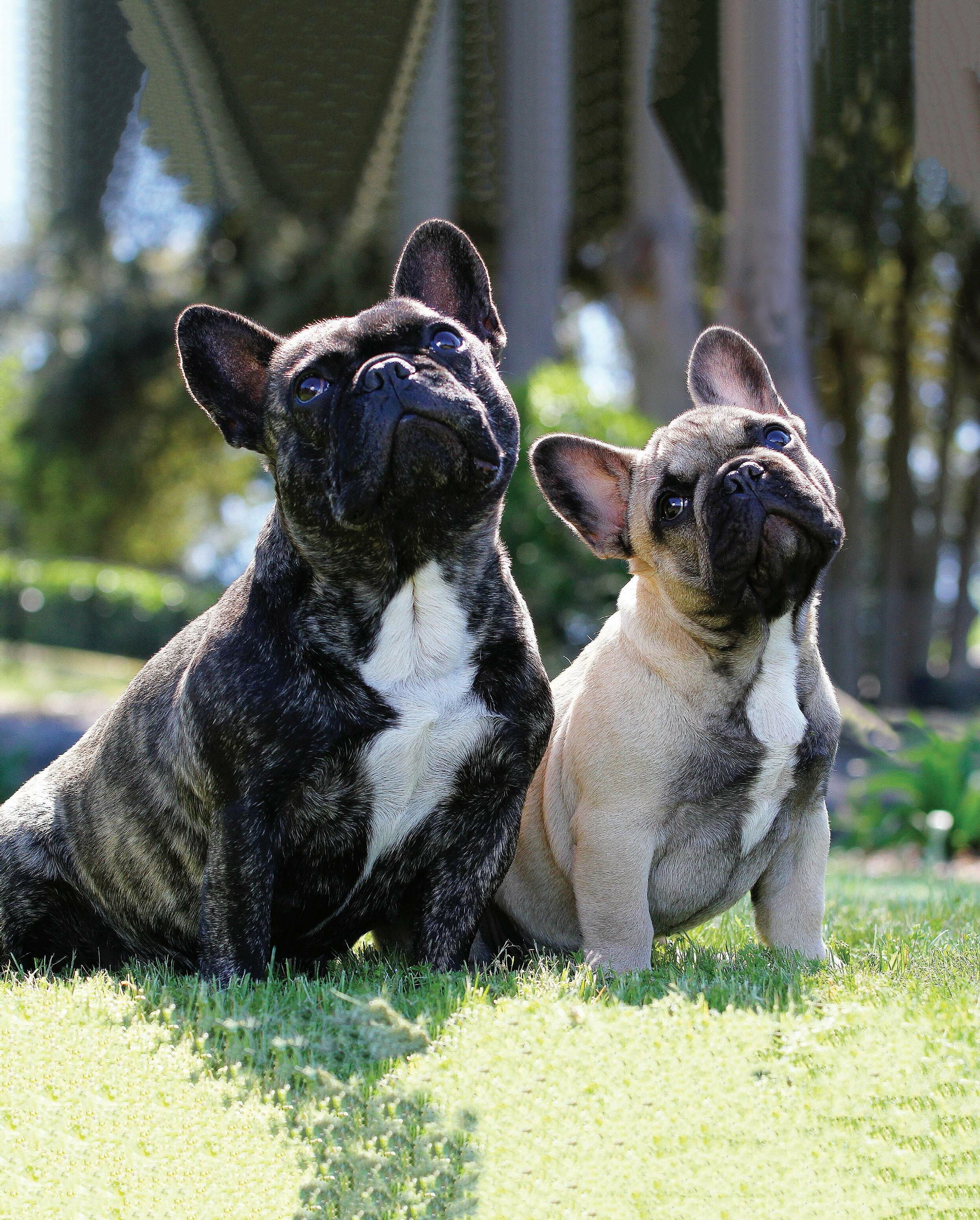 DOGS NSW December 2022 Magazine by dogsnsw Issuu DOGS NSW December 2022 Magazine by dogsnsw Issuu