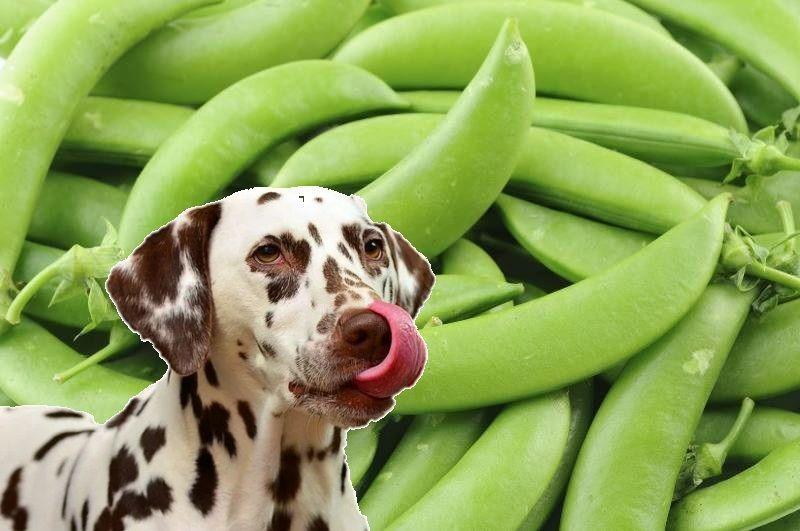 Are Peas Or Green Beans Better For Dogs
