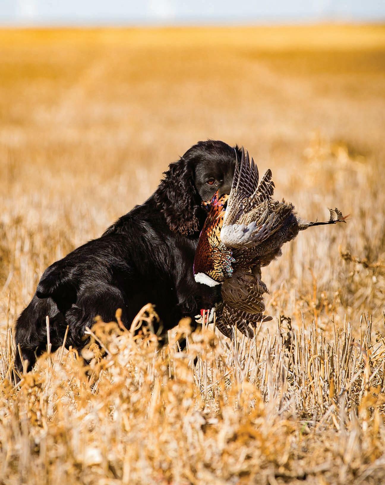 20222023 Kansas Hunting & Furharvesting Regulations Summary by Kansas