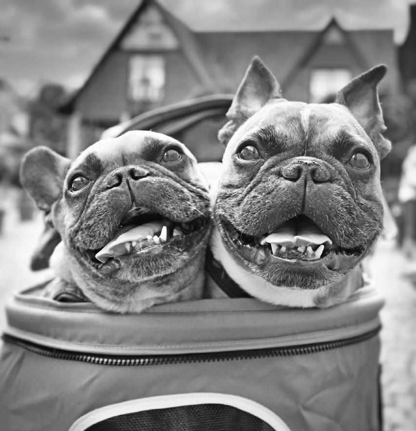 2023 VetriProline Vet Reference Guide by FoodScience Corporation Issuu