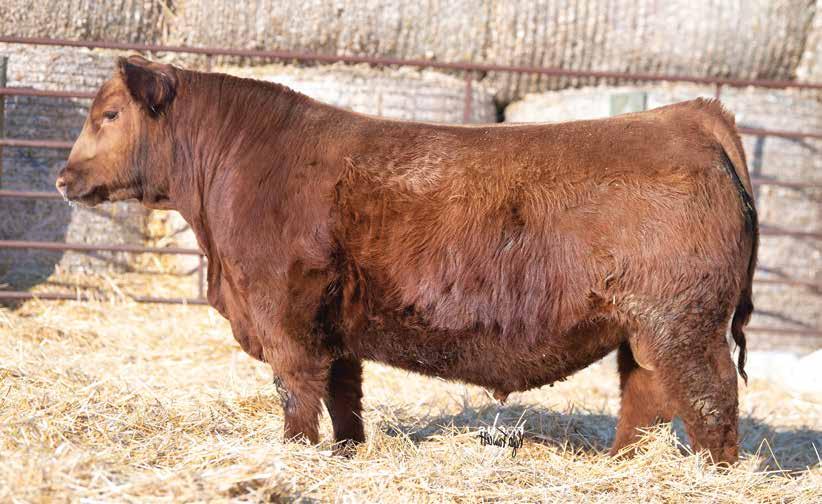 2023 Shaggy Meadows Red Angus by SCI Stephanie Cronin, INC Issuu