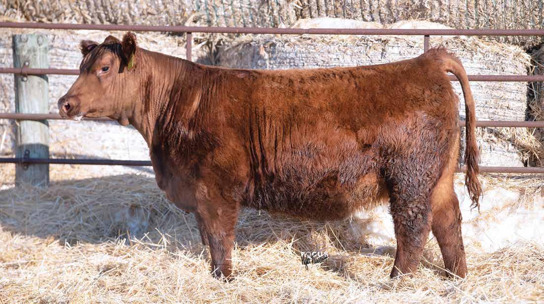 2023 Shaggy Meadows Red Angus by SCI Stephanie Cronin, INC Issuu