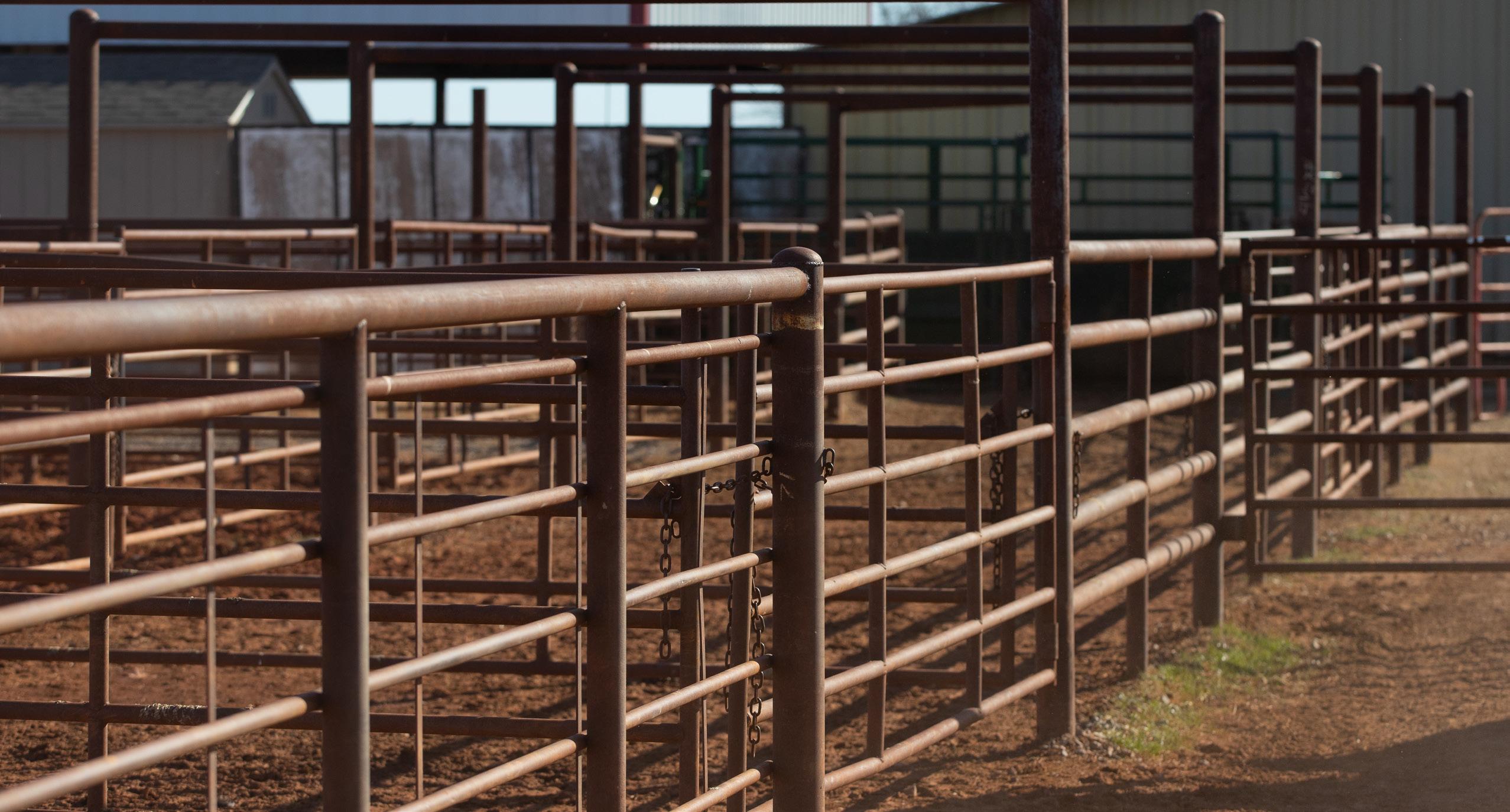 Sandridge Land + Cattle 2023 Sale Catalog by The Show Circuit Issuu