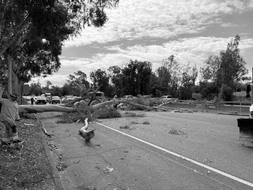 Tree down on Highway 101 Issuu