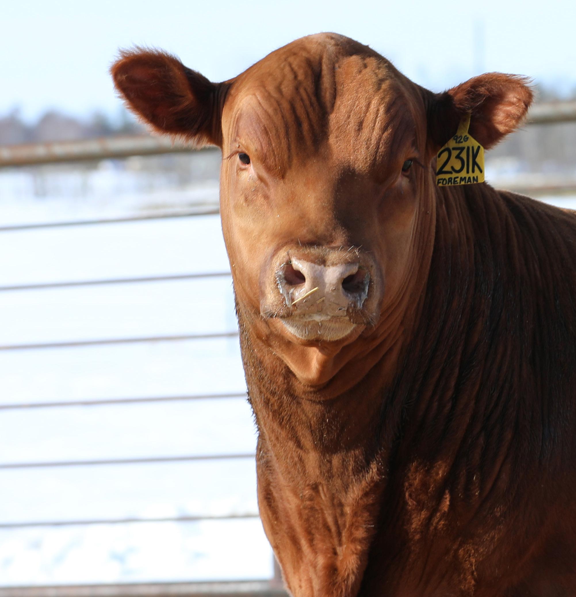 2023 Catalog final by DahlkeRedAngusBulls Issuu