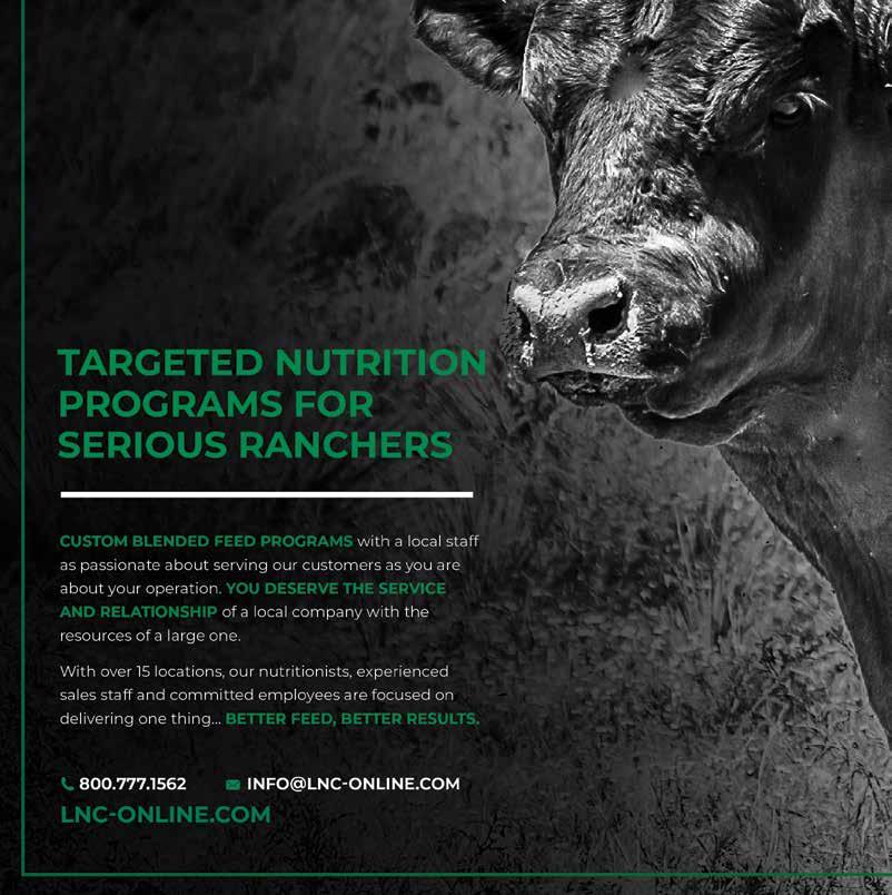 Castonguay Red Angus 2023 Online + Private Treaty Bull Sales by Abbie