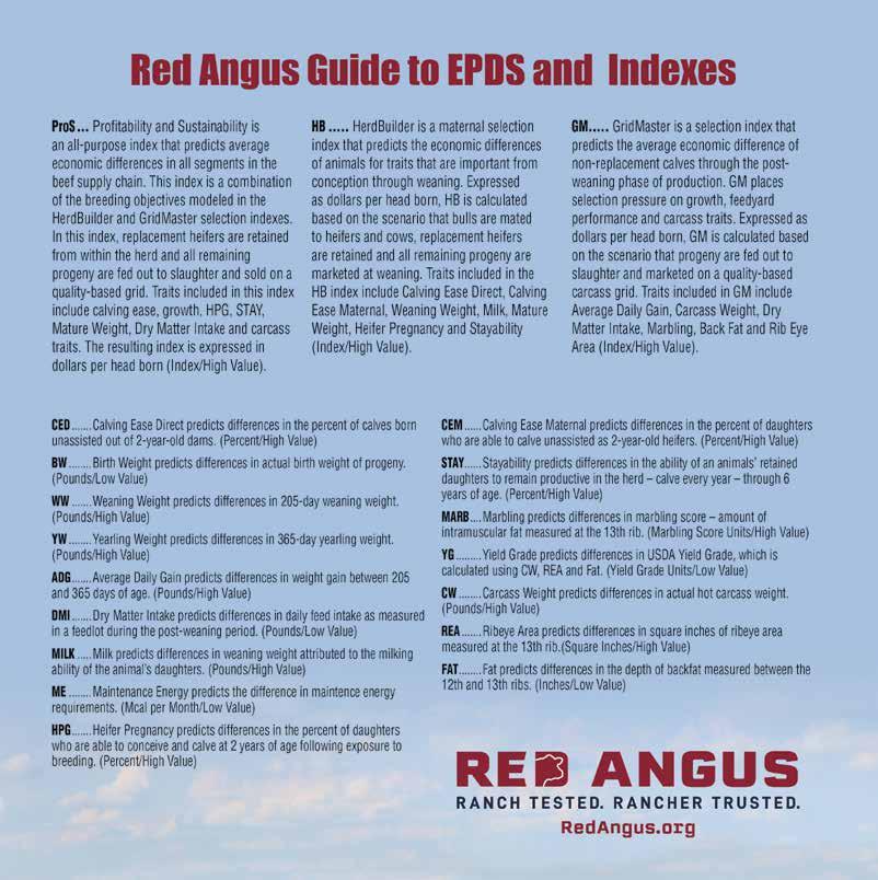 Castonguay Red Angus 2023 Online + Private Treaty Bull Sales by Abbie