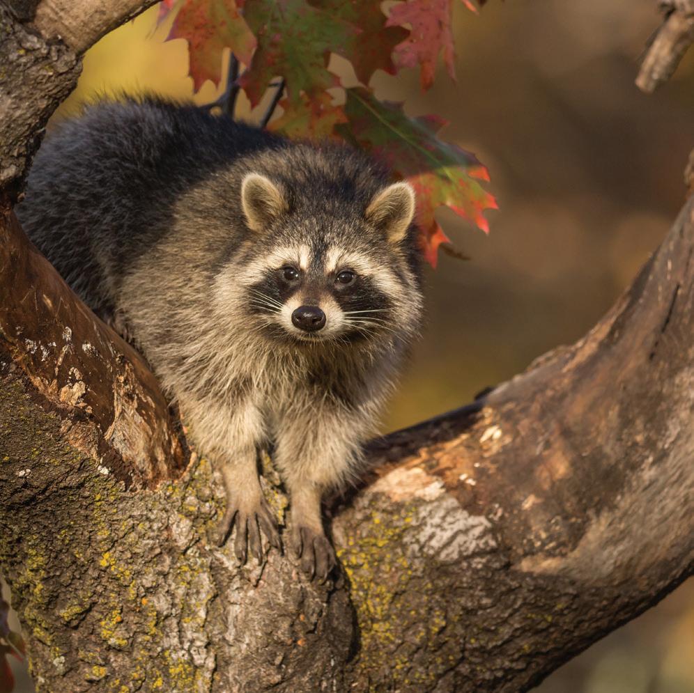 Get Set For Trapping In Wisconsin Issuu