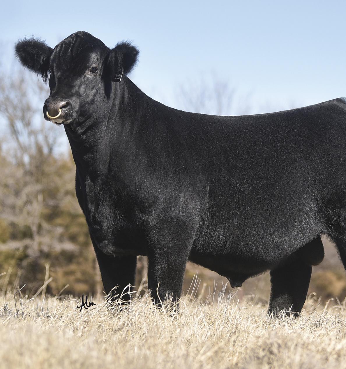 Griswold Cattle 2023 Grass To Grid Bull Sale by Southwest TypeStyles