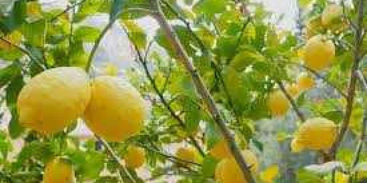 Organic Citrus Fertilizer The Best Way to Keep Your Trees Healthy and