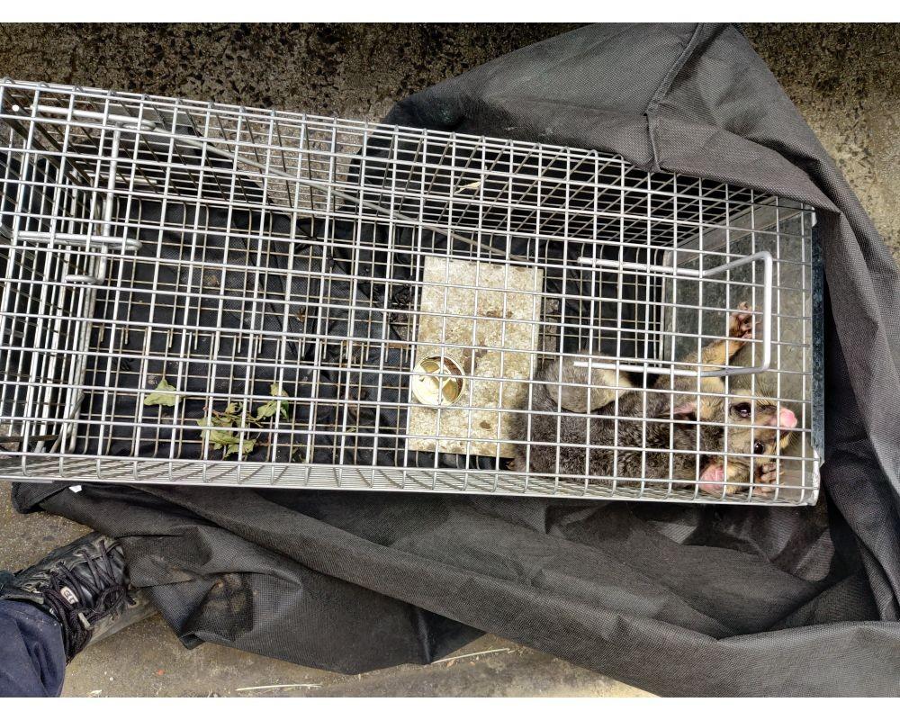 Possum Proofing How to Keep Possums Out of Your Home by 1800 Possums Issuu