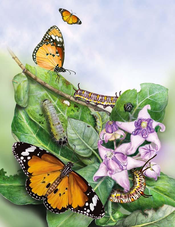 Rearing Butterflies and Moths at Home by Wipro Foundation Issuu