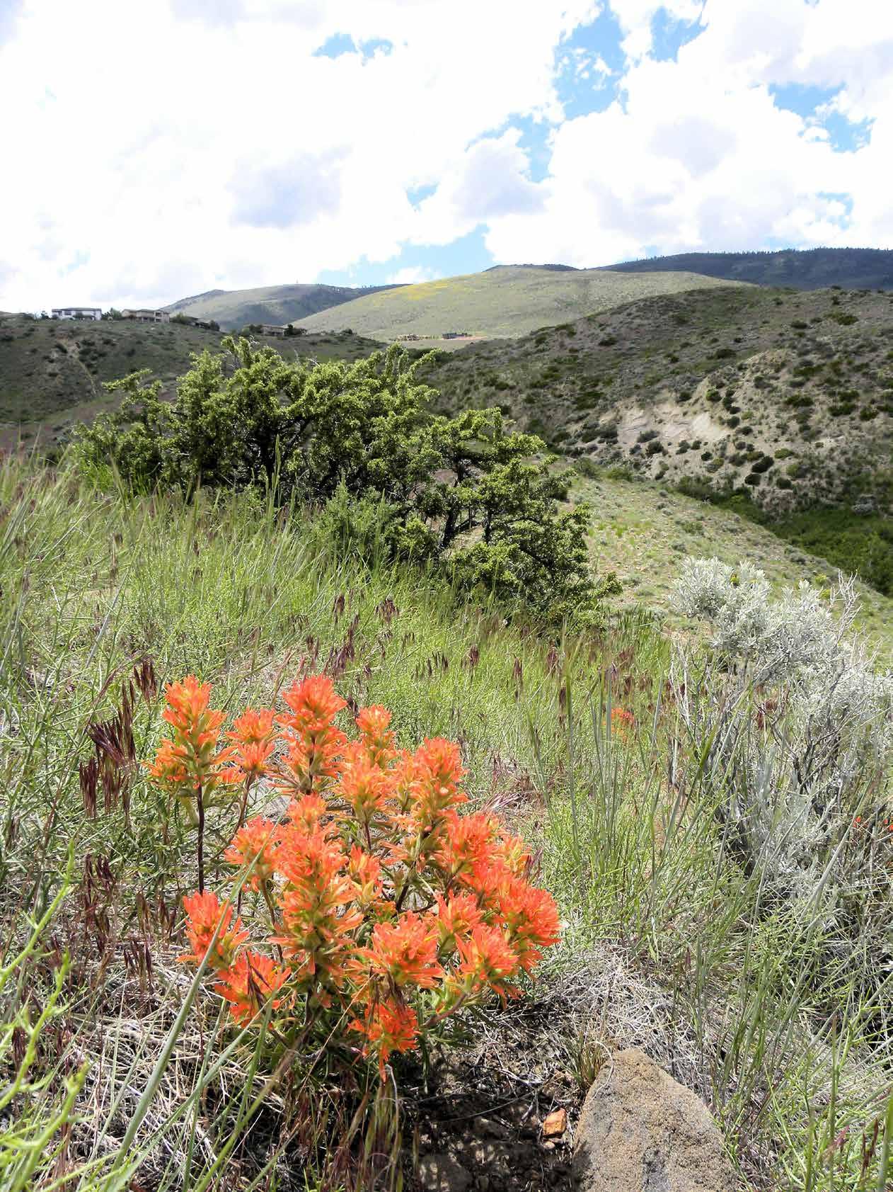 ArrowCreek View July 2023 by CCMedia Issuu