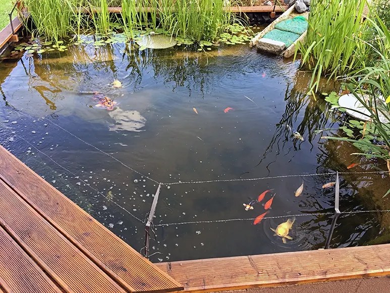 Schöner Teich am Hang mit Schildkröten und Fischen Oase